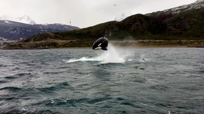 Apareció una manada de orcas en Ushuaia