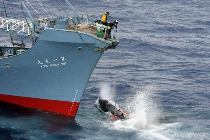 Japón seguiría con polémico programa de caza de ballenas