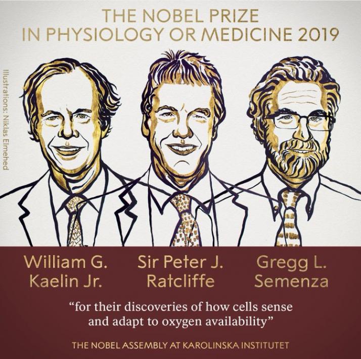 Premio Nobel de Medicina otorgado por cómo las células manejan el oxígeno