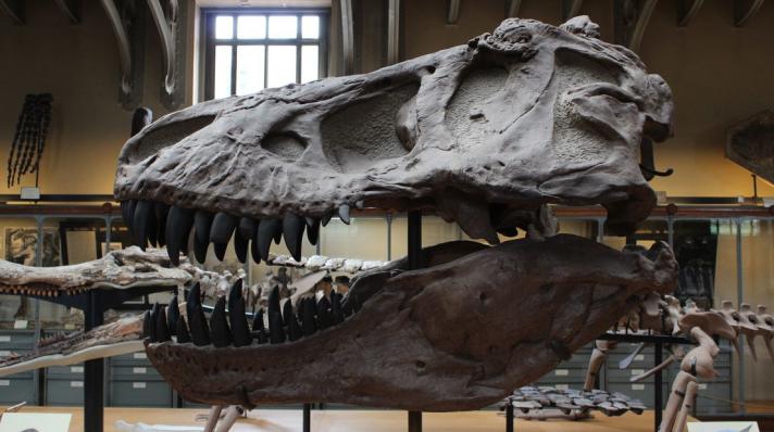 Un nuevo dinosaurio hallado en Argentina 
